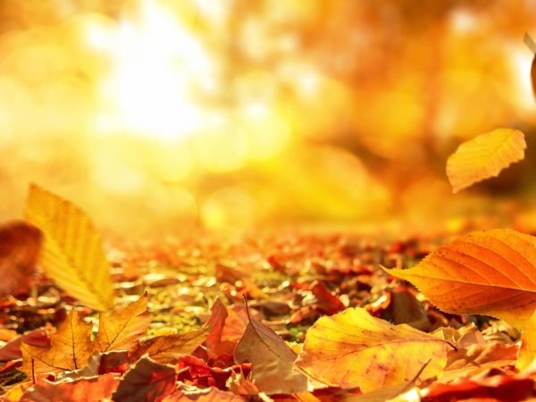 Autunno, capelli e Frutta Secca
