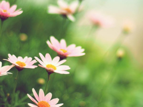 Dieta di primavera: semplicità e freschezza, per risvegliare il corpo