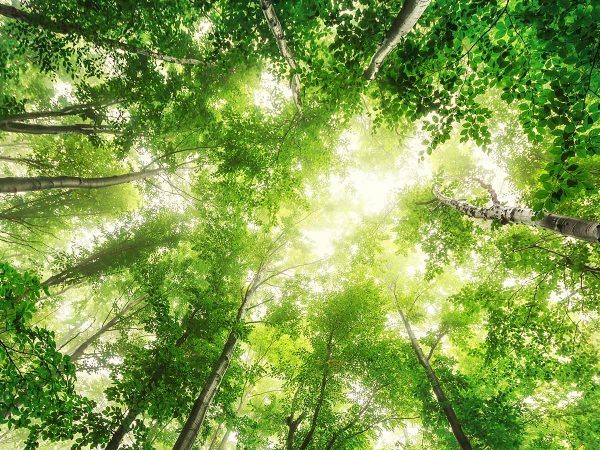 Forest Bathing, la terapia antistress a tutta Natura